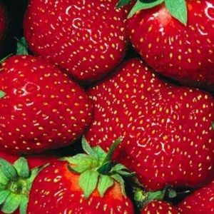 Strawberry Moonstone 🌑🍓🍓🍓🍓